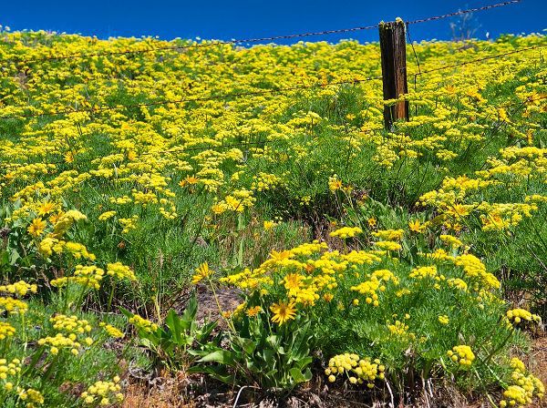 Eggers, Terry 아티스트의 USA-Washington State Fence line and wildflowers작품입니다.